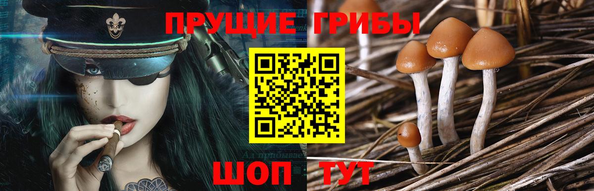 Псилоцибиновые грибы GOLDEN TEACHER Минусинск